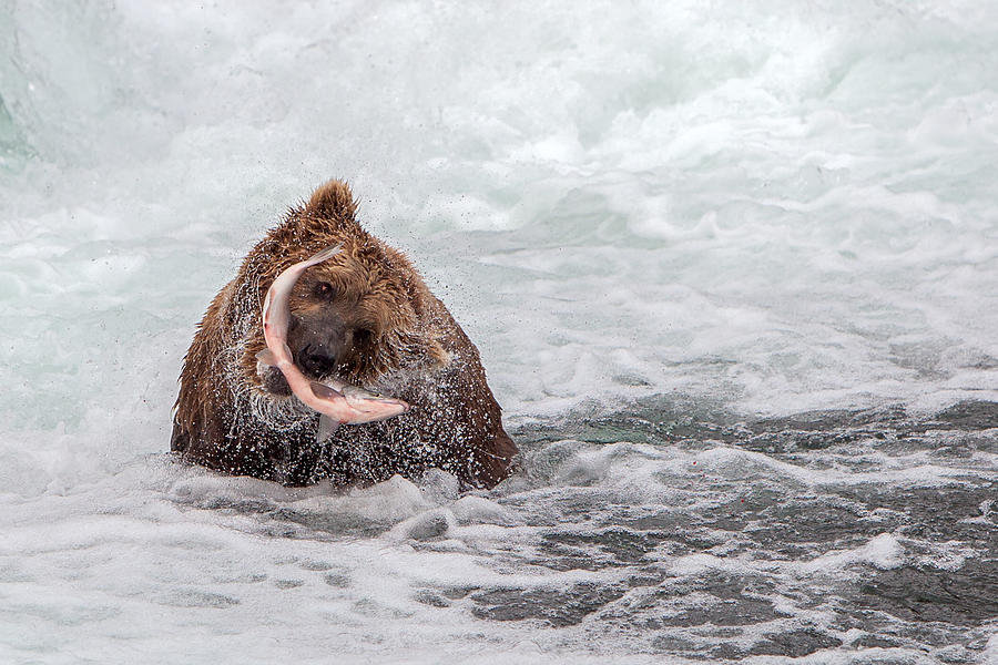 Fresh Catch Photograph By Nick Kalathas - Fine Art America