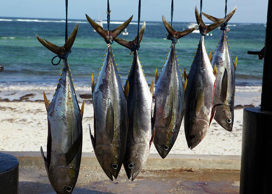 Fresh Caught Ahi Tuna Hanging Up On The Beach Photograph by Joff Lee  Studios - Fine Art America