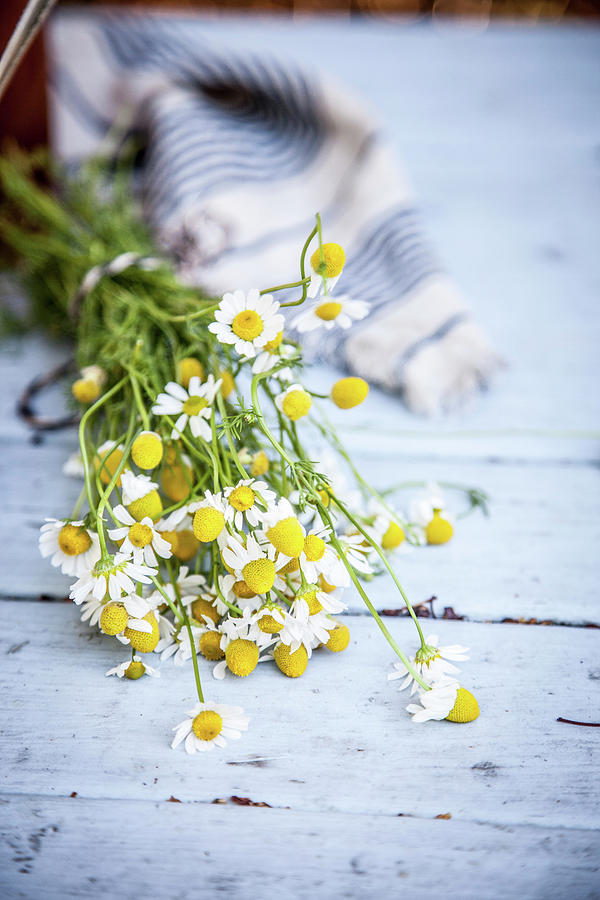 Fresh Chamomile Flowers On A Garden Table Photograph by Rika Manabe Photography