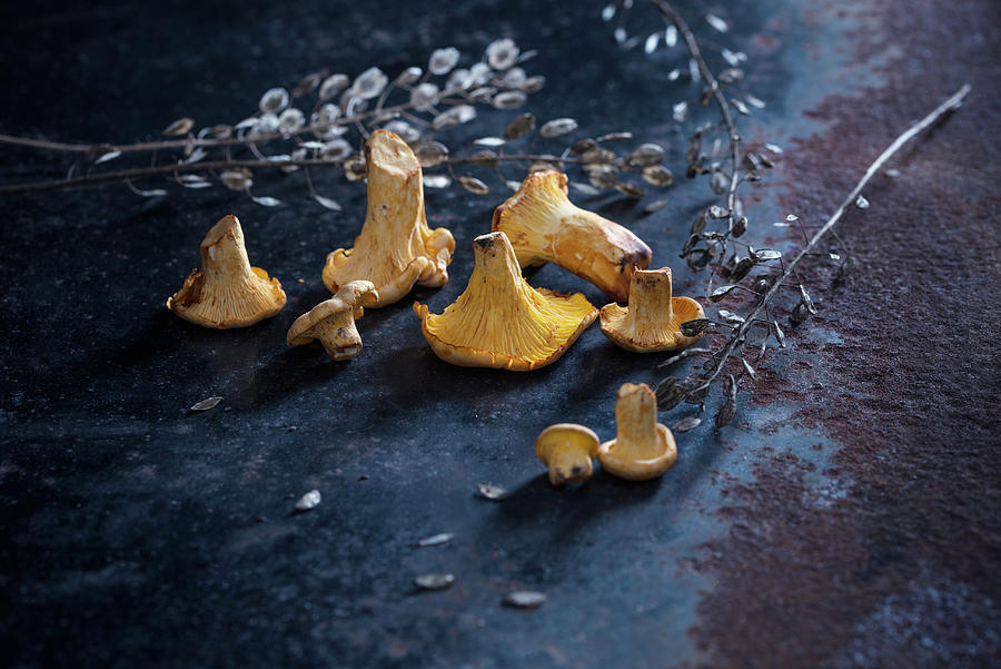 Fresh Chanterelle Mushrooms cantharellus Cibarius Photograph by Kati Neudert