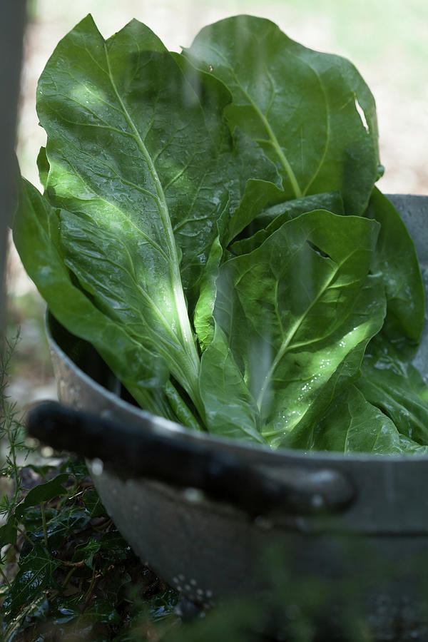 Fresh Chard In A Colander Photograph by Eising Studio