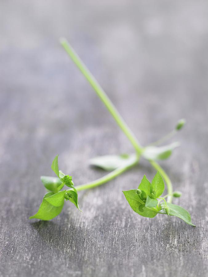 Fresh Chickweed Photograph by Anke Schtz