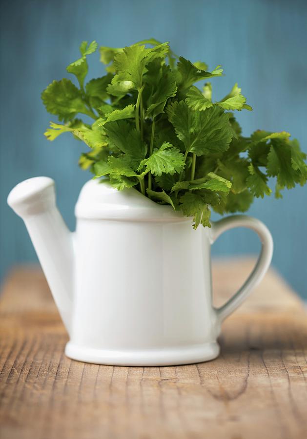 Fresh Coriander In A Small Watering Can Photograph by Komar