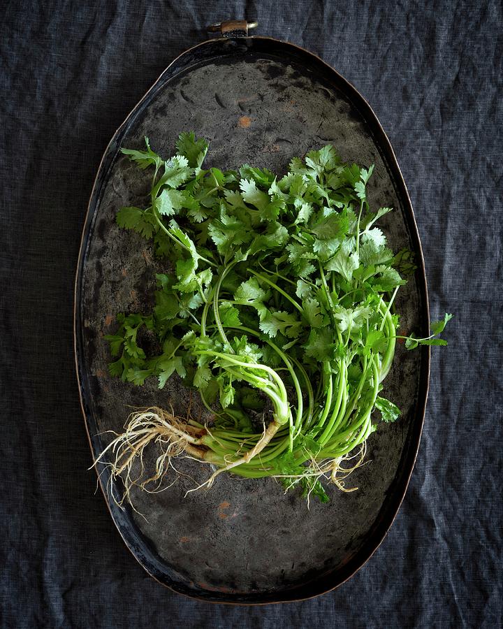 Fresh Coriander With Roots On A Metal Tray seen From Above Photograph by Antonis Achilleos