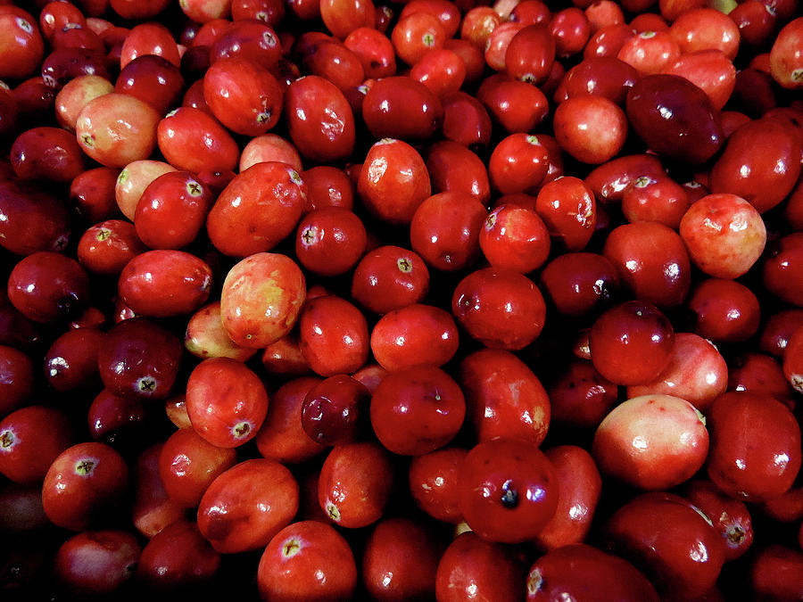Fresh Cranberries Photograph by Linda Stern