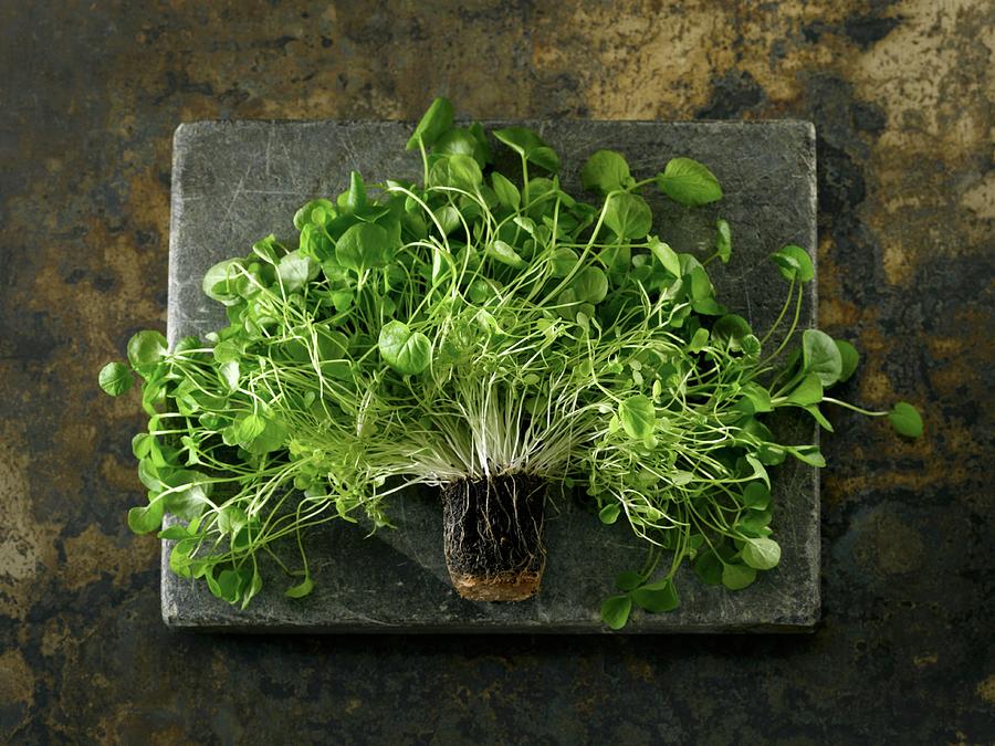 Fresh Cress And Roots On A Piece Of Natural Stone Photograph by Laurie Proffitt