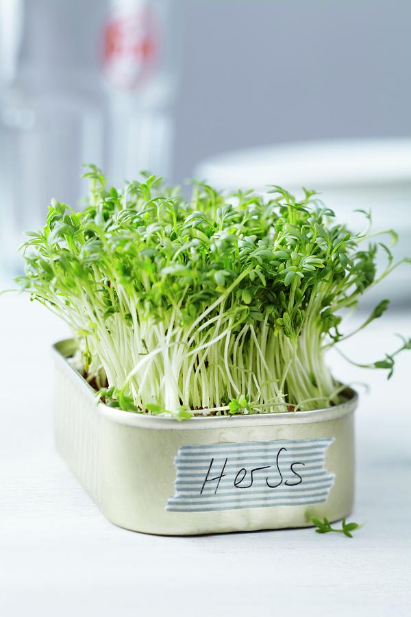 Fresh Cress Growing In A Small Tin With A Label Photograph by Taube, Franziska