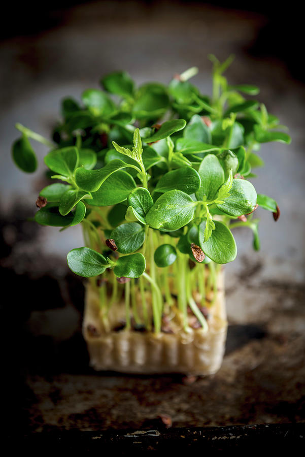 Fresh Cress In A Germ Husk Photograph by Nitin Kapoor