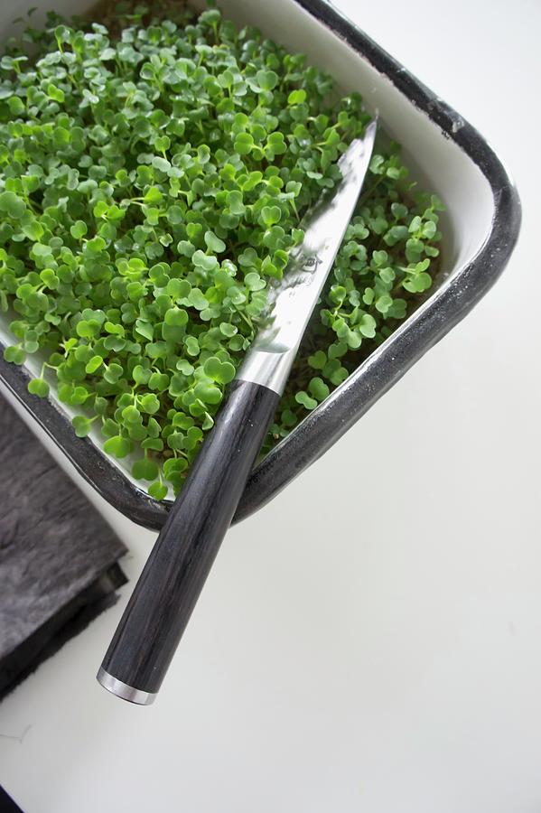 Fresh Cress In A Planter Photograph by Martina Schindler