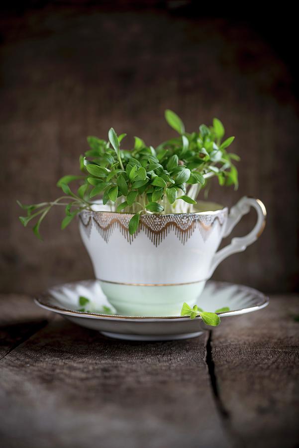 Fresh Cress In A Porcelain Cup Photograph by Nitin Kapoor