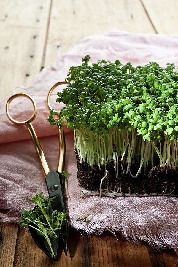 Fresh Cress On A Linen Cloth With Herb Scissors Photograph by Atelier Hmmerle