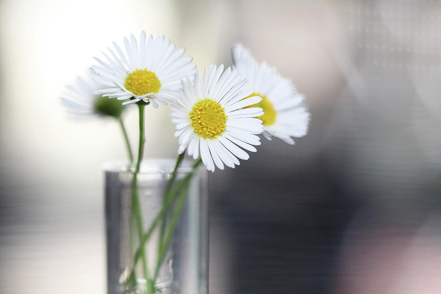 Daisy Photograph - Fresh Daisies by Incredi