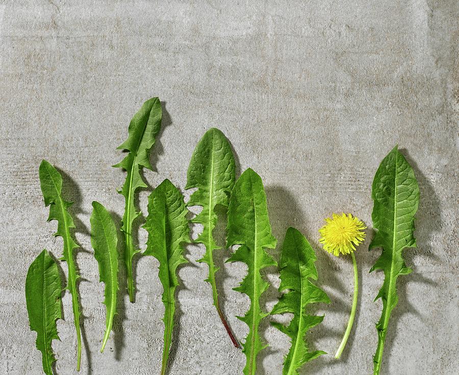 Fresh Dandelion Leaves And A Flower On Grey Stone Surface Photograph by Maris Zemgalietis