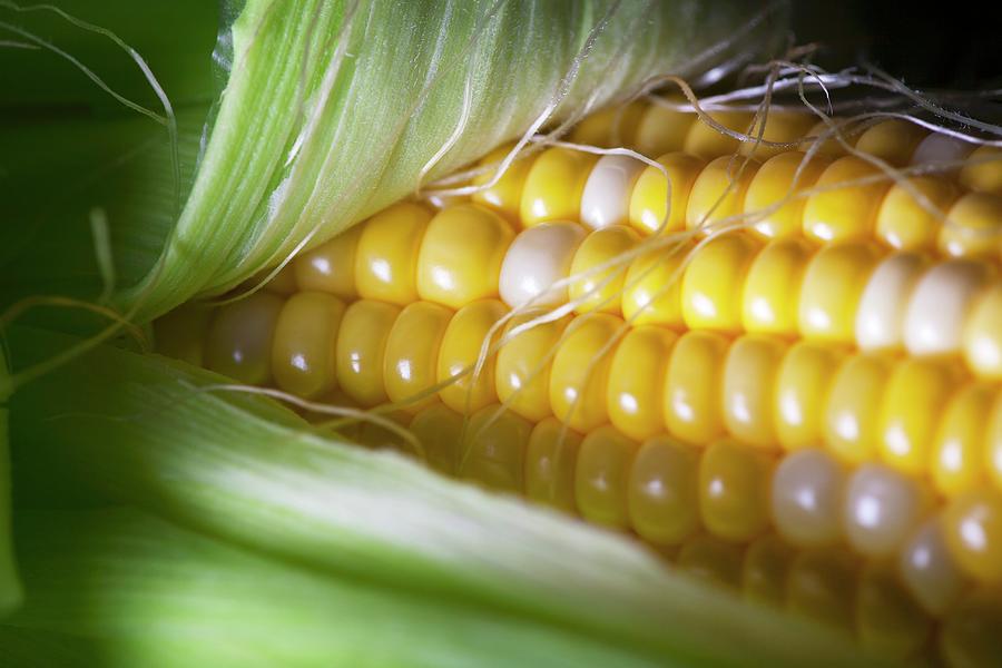 Fresh Ears Of Corn, One Partially Peeled Photograph by John Gagne