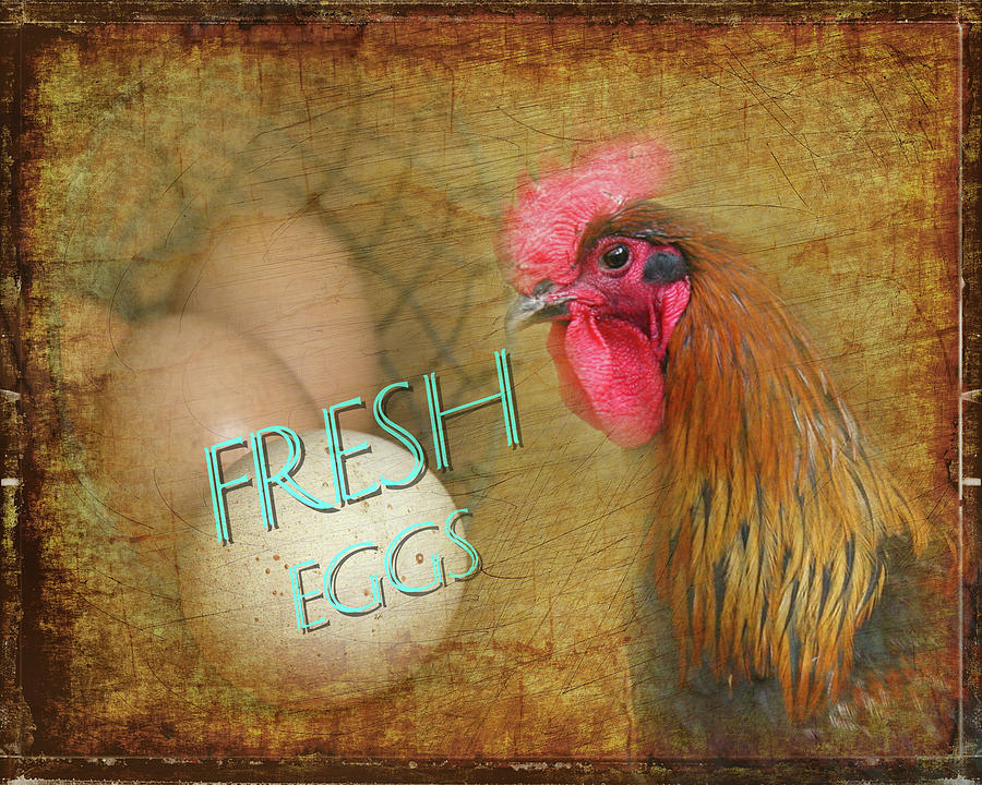 Fresh Eggs Photograph by Leticia Latocki
