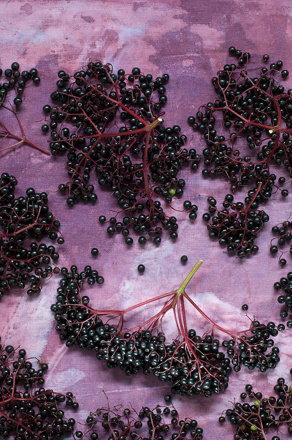 Fresh Elderberries On A Purple Background Photograph by Achim Sass