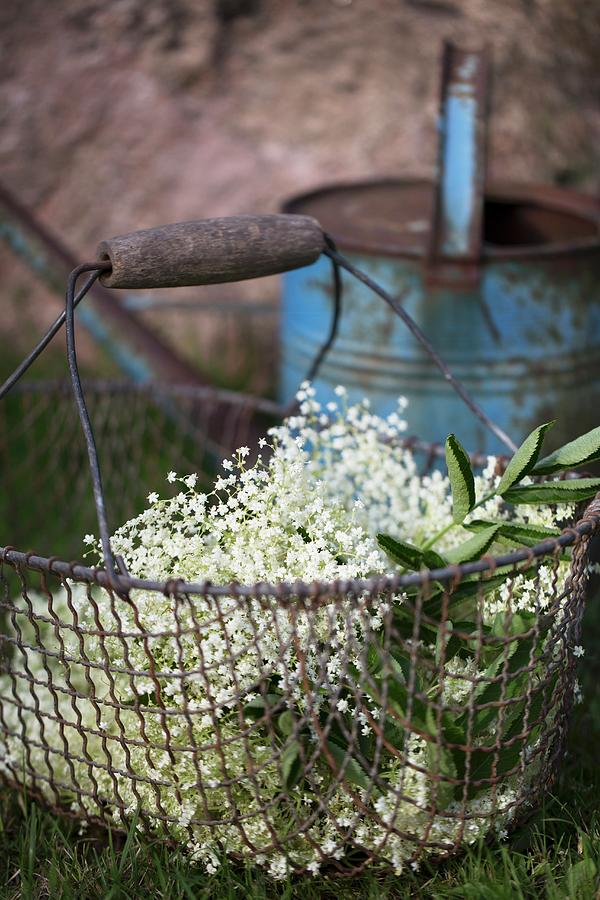Fresh Elderberry Blossoms In A Wire Basket On Grass Photograph by Nicole Godt