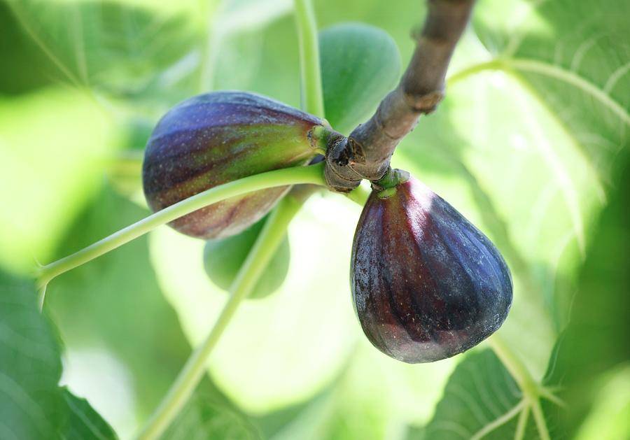 Fresh Figs On The Tree close-up Photograph by Peter Garten