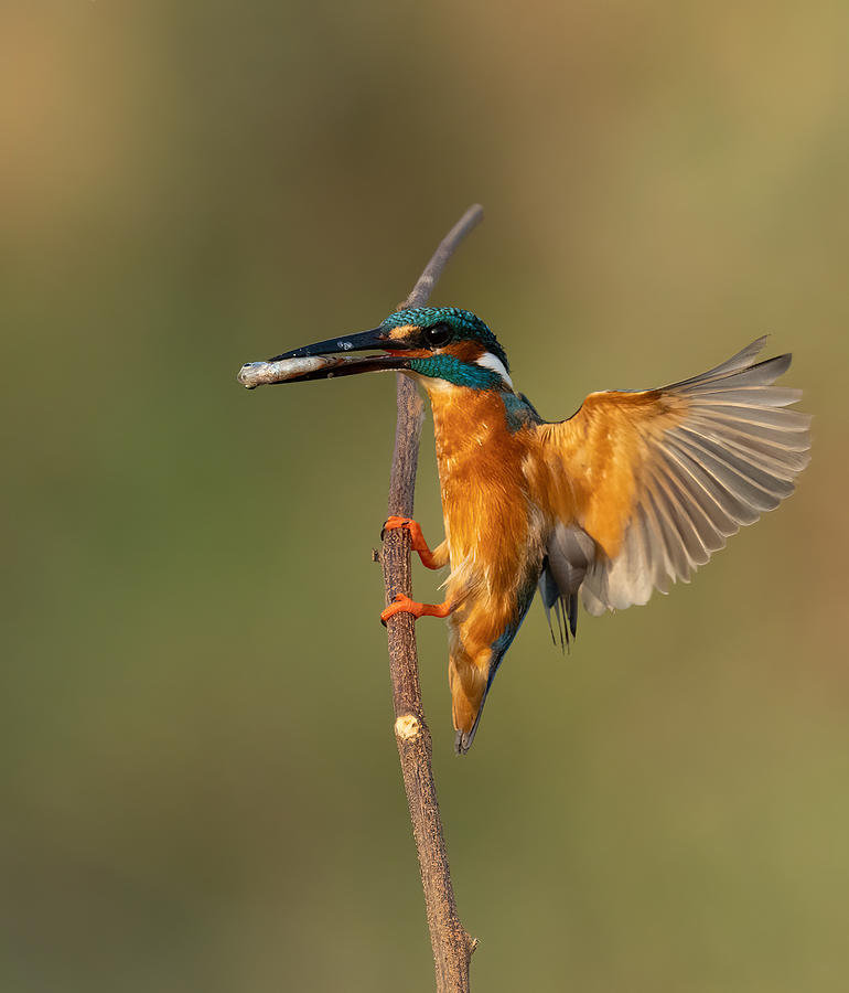 Fresh Fish Delivery Photograph By Manish Nagpal Fine Art America