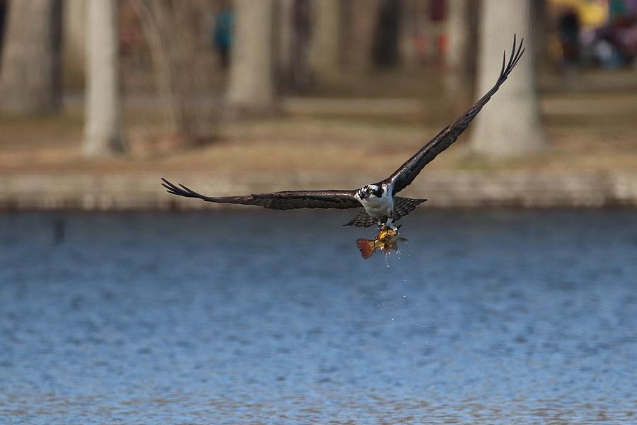 Fresh Fish For Lunch by Karen Silvestri Fresh Fish For Lunch by Karen Silvestri