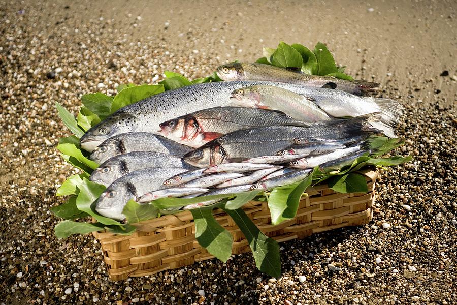 Fish Photograph - Fresh Fish In A Basket by Imagerie