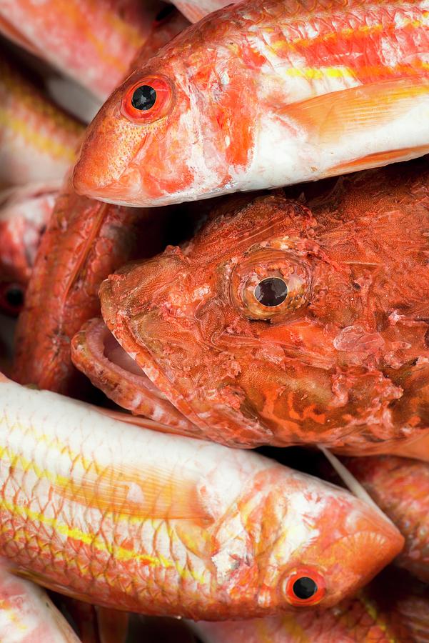 Fresh Fish, Porto Cesareo, Italy Photograph by Jalag / Stefano Scat