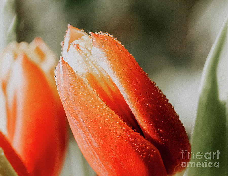 Fresh Flowers  Tulips Photograph