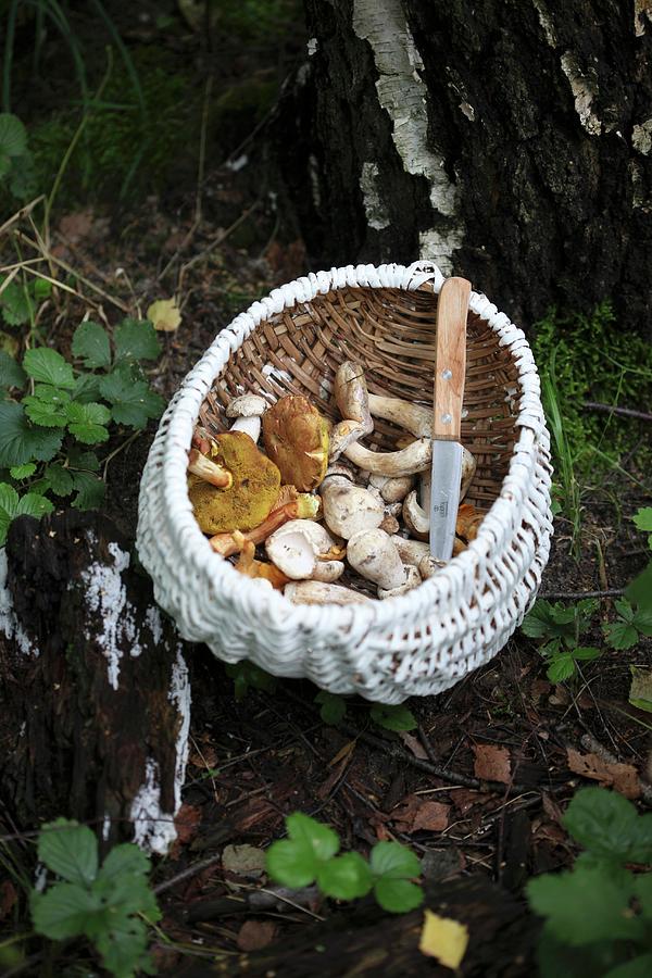 Fresh Forest Mushrooms In A Wicker Basket On The Forest Floor Photograph by Boguslaw Bialy