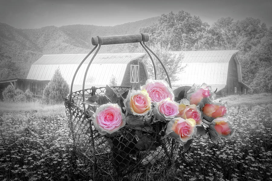 Fresh From the Farm Black and White color selected Pink Photograph by Debra and Dave Vanderlaan