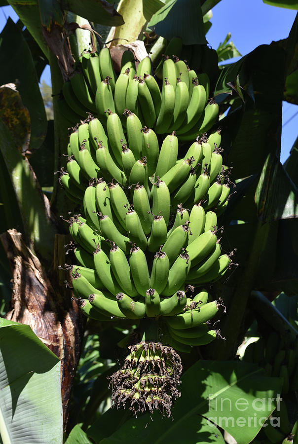 https://images.fineartamerica.com/images/artworkimages/mediumlarge/2/fresh-fruit-tree-with-unripened-bananas-hanging-in-a-bunch-dejavu-designs.jpg