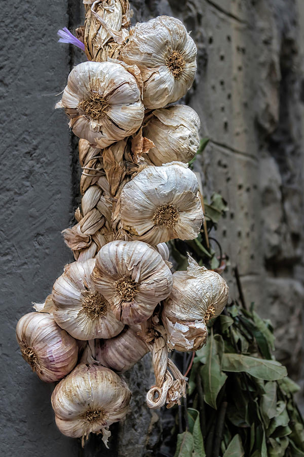 Fresh Garlic  2130 Photograph