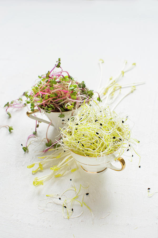 Fresh Germlings In Vintage Cups: Leek, Red Radish And Peas Photograph by Sabine Lscher