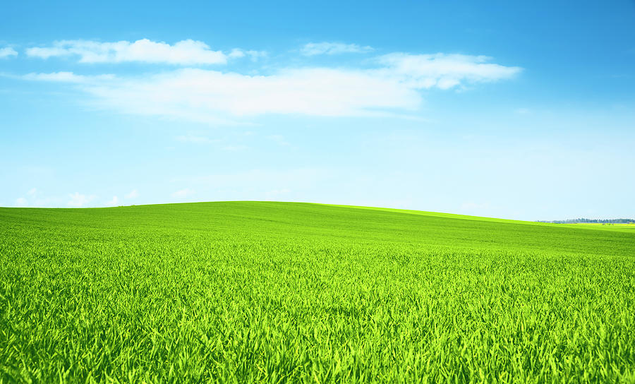 Fresh Grass On A Hilly Meadow Photograph by Spooh