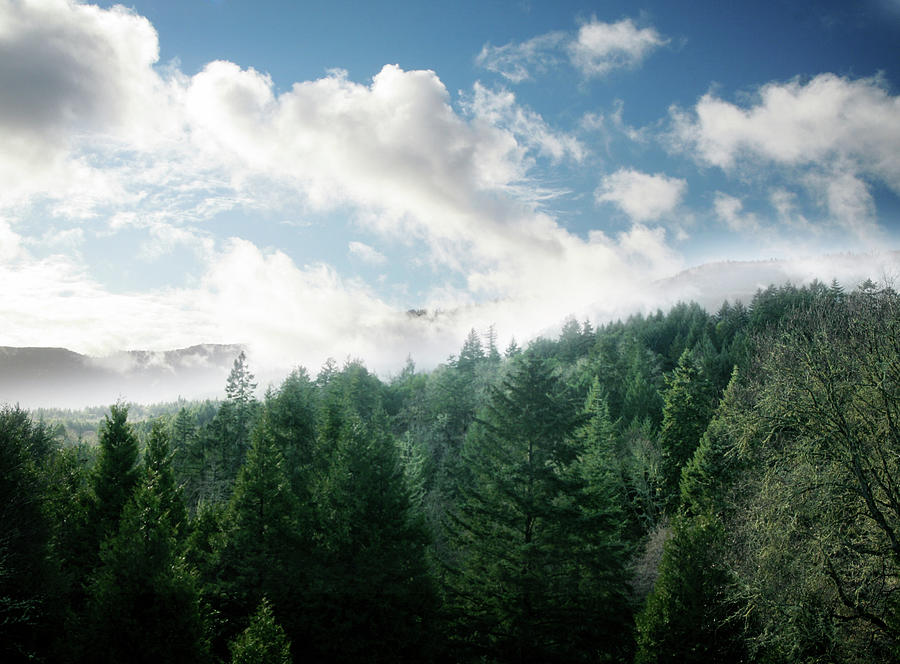 Fresh Green Forest And Sky Photograph by Ryanjlane