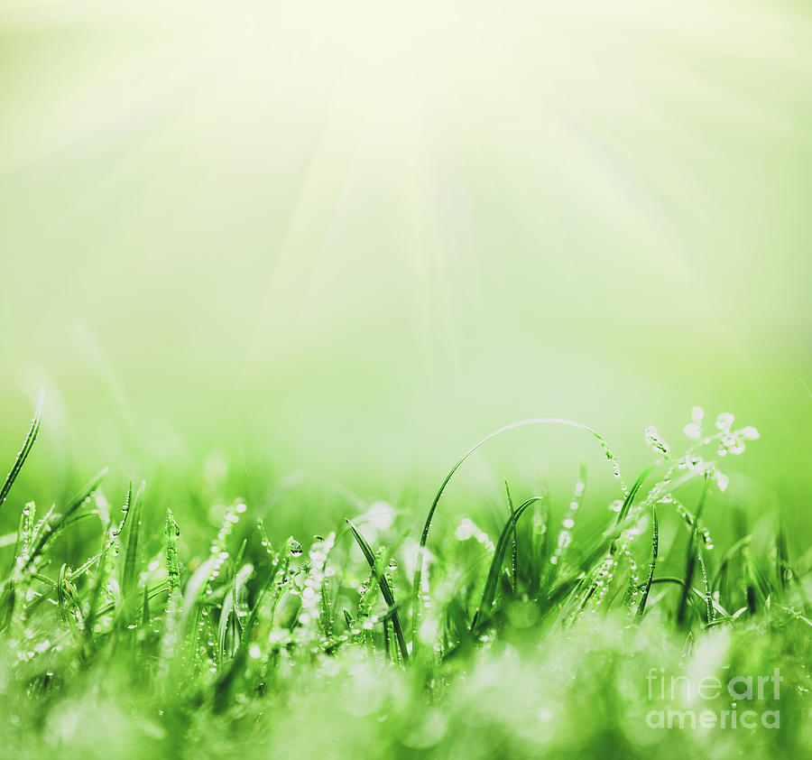 List 26+ Images the sun is shining the grass is green Completed