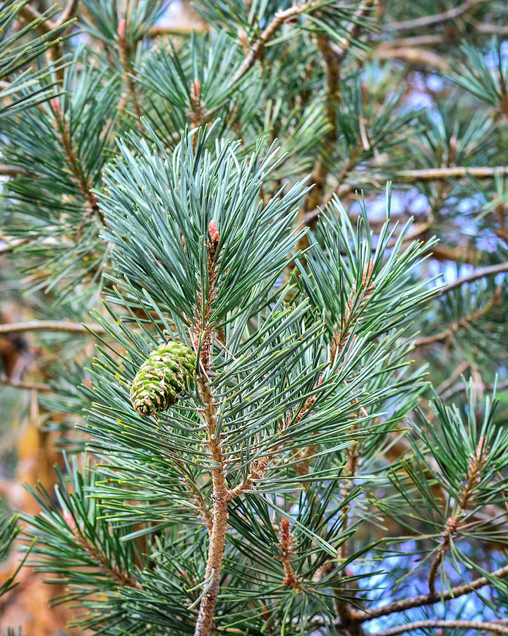 Fresh Green Pine Cone Photograph