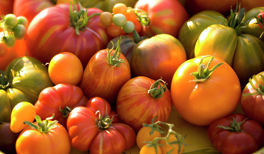 Fresh Heirloom Tomatoes Homegrown Photograph by Funwithfood