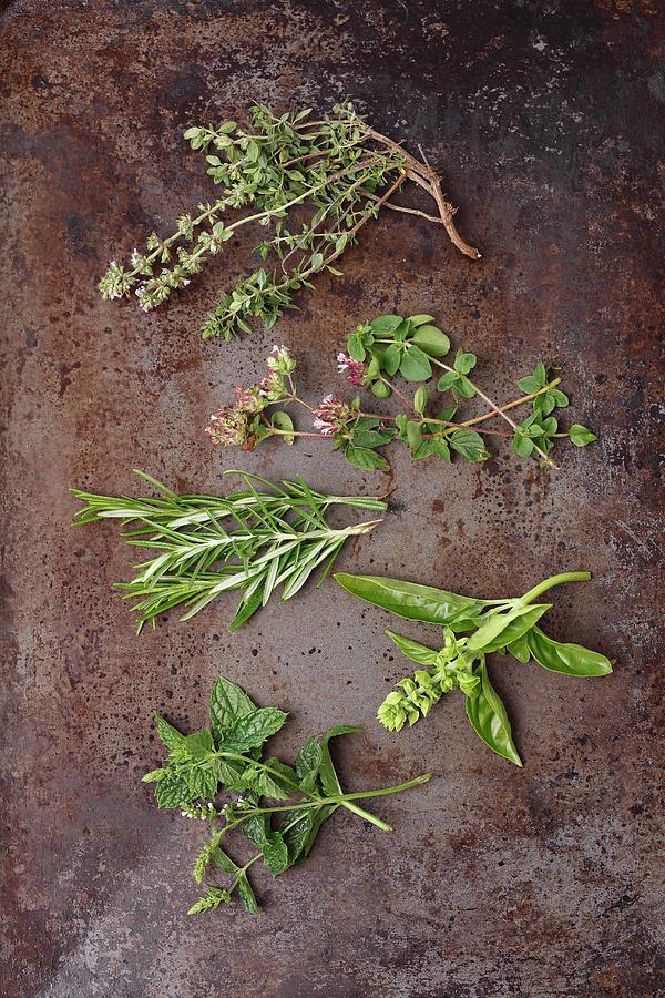 Fresh Herb Sprigs: Thyme, Oregano, Rosemary, Basil And Mint Photograph by Rua Castilho