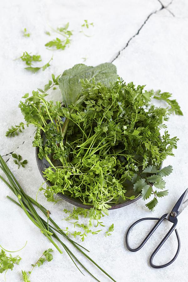 Fresh Herbs For Making Green Sauce Photograph by Sabrina Sue Daniels