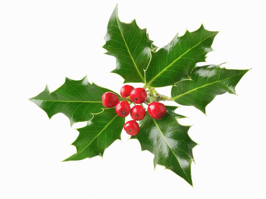 Fresh Holly Leaves With Red Berries Against A White Background Photograph by Paul Williams