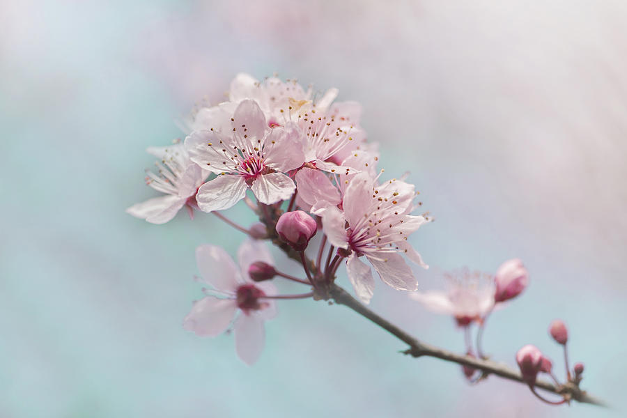 Flower Photograph - Fresh by Jacky Parker