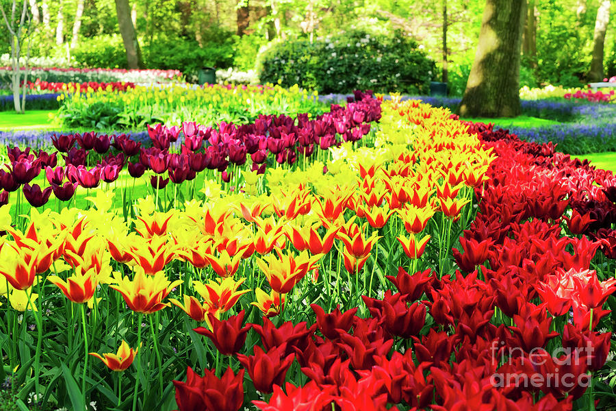 Tulips Park Photograph by Anastasy Yarmolovich