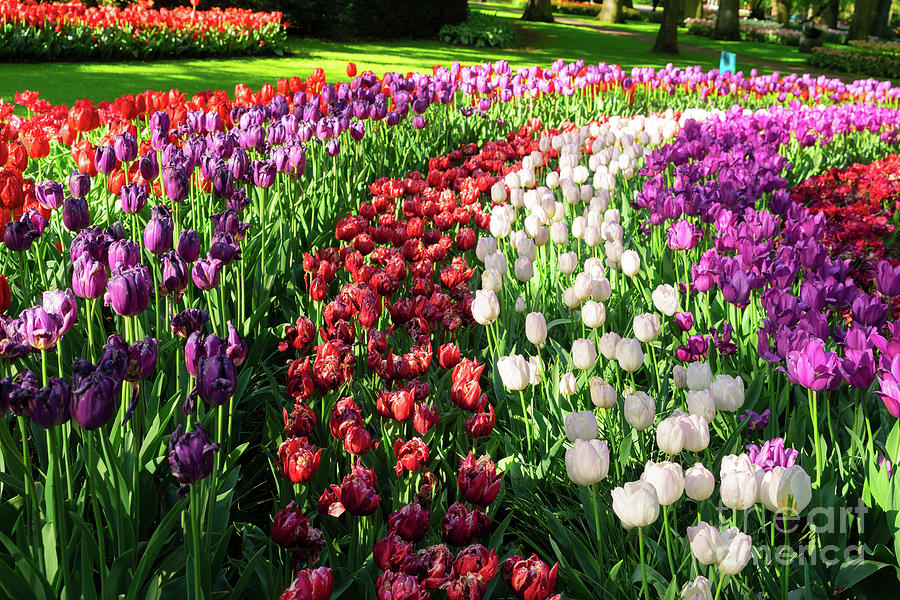 Tulips Spring Rows Photograph