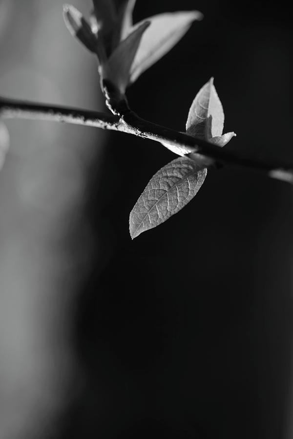 Fresh leaves in spring - monochrome 1 Photograph by Ulrich Kunst And Bettina Scheidulin