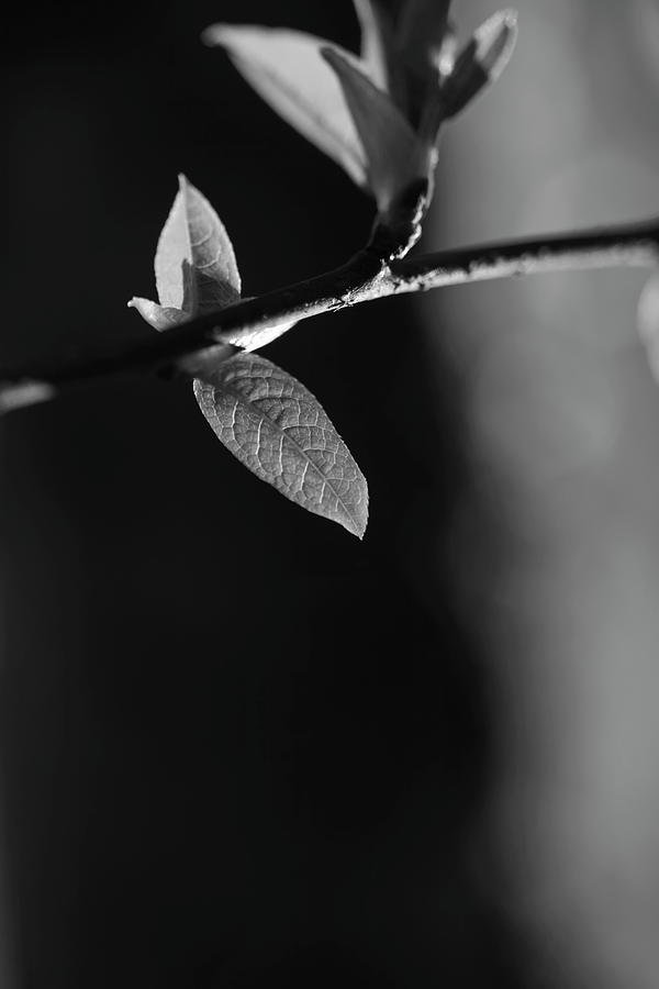 Fresh Leaves In Spring - Monochrome 2 Photograph