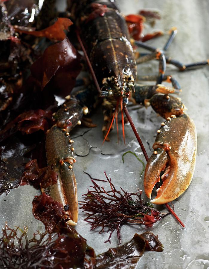 Fresh Lobster Photograph by Atelier Mai 98