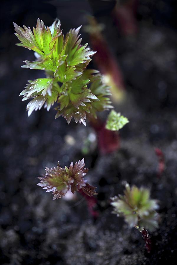 Fresh Lovage Growing In A Garden Photograph by Boguslaw Bialy