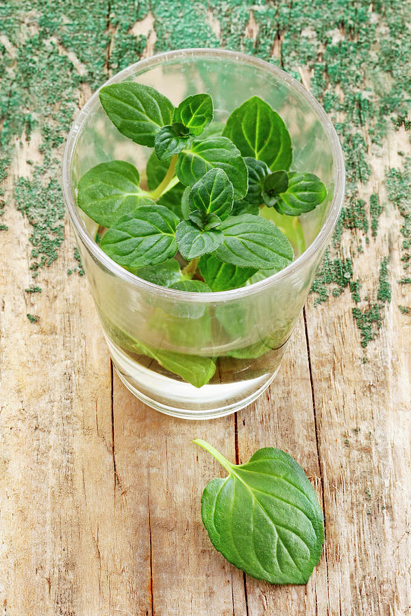 Fresh Mint In A Glass Of Water Photograph by Petr Gross