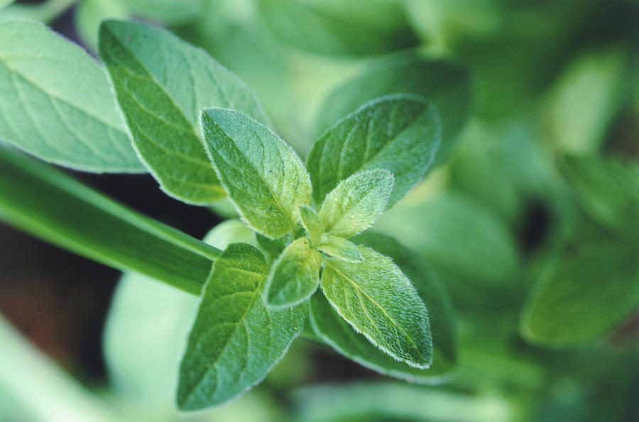 Fresh Mint Leaf, Close-up Photograph by John Foxx