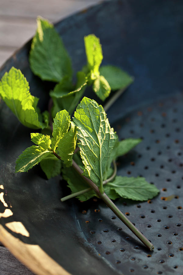 Fresh Mint Leaves In An Antique Colander Photograph by Ryla Campbell